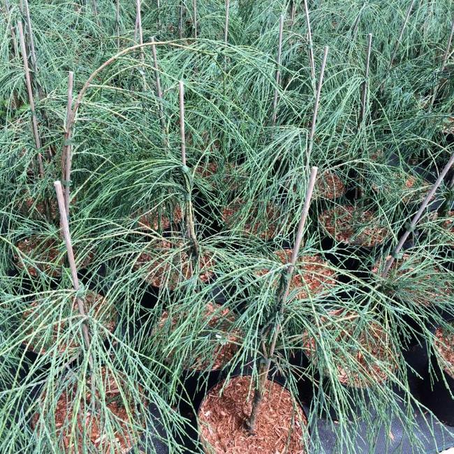 Chamaecyparis lawsoniana 'Drooping Solo'