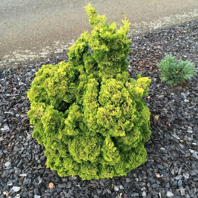 Chamaecyparis obtusa 'Lil Market'