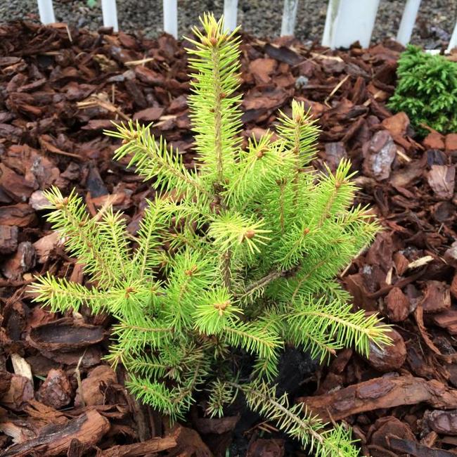 Picea glauca 'Goldilocks'