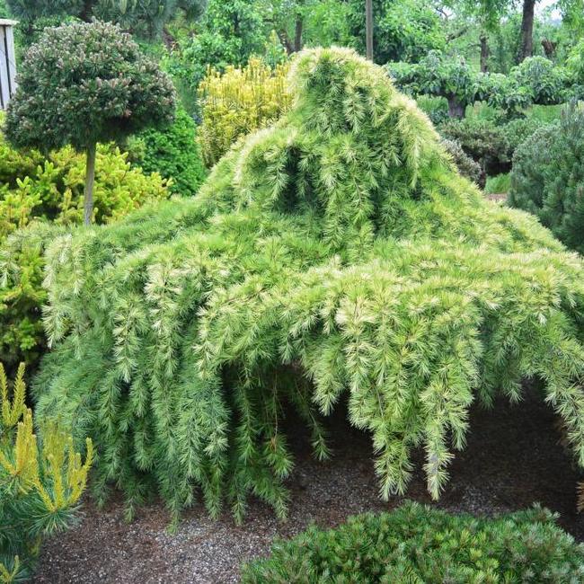 Cedrus deodora 'White Imp'