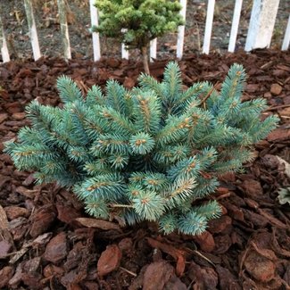 Picea pungens 'Blue Pearl'