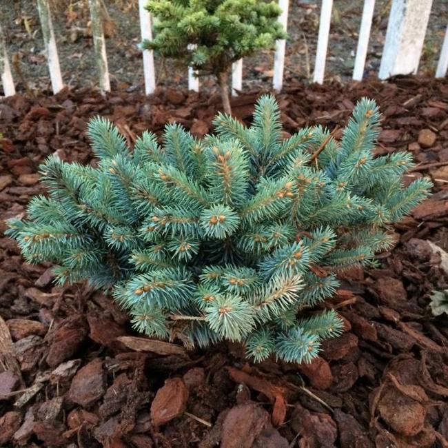 Picea pungens 'Blue Pearl'