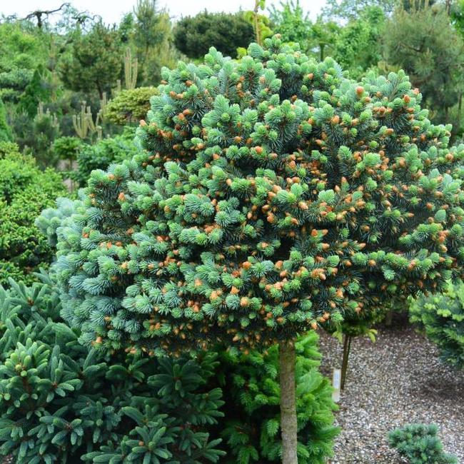 Picea pungens 'Blue Pearl'