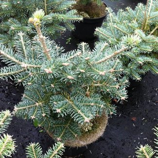 Abies koreana 'Inga'