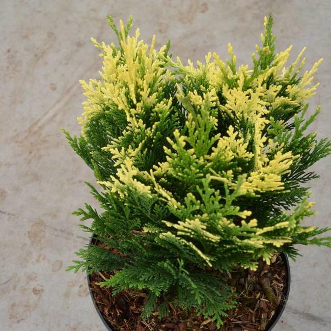 Chamaecyparis lawsoniana 'Pygmaea Argentea'