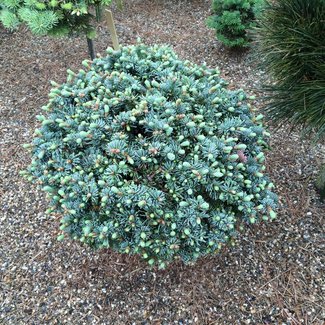 Abies procera 'Jeddeloh'