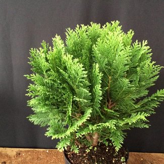 Chamaecyparis lawsoniana 'Minima Glauca'