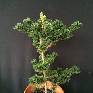 Pinus parviflora 'Gyo-kasen Sdl.