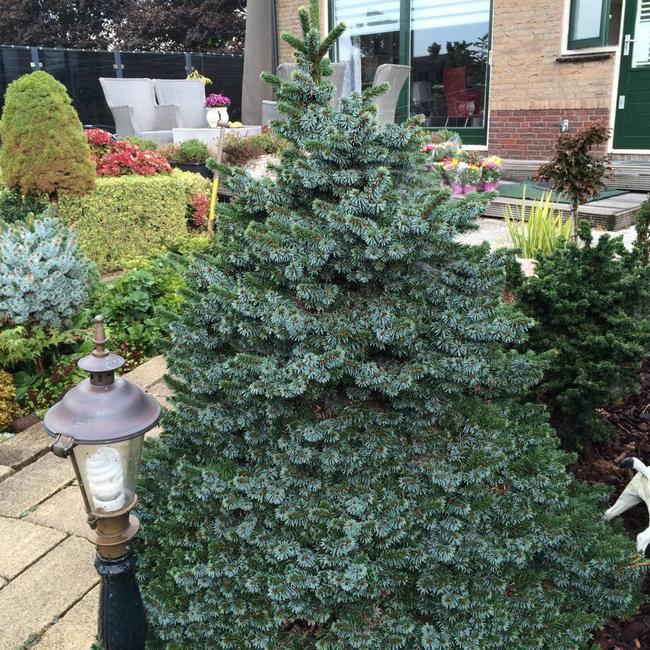 Picea omorika 'Nana'