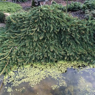 Picea abies 'Inversa'