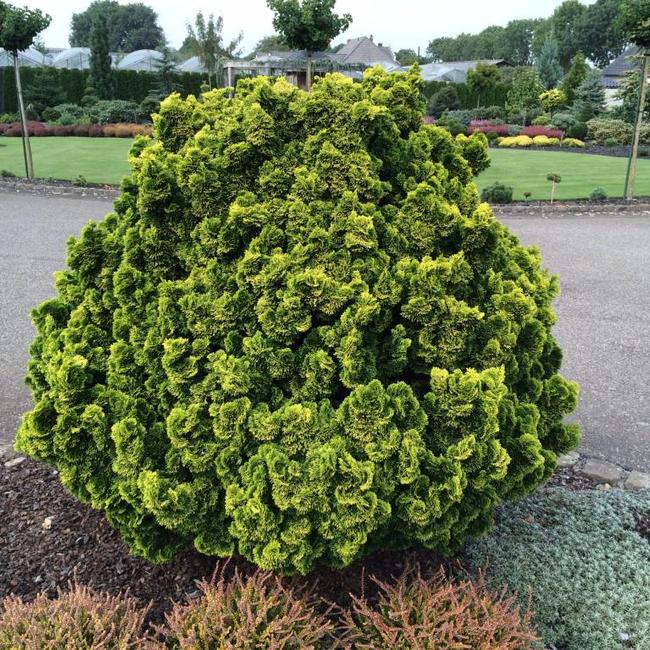 Chamaecyparis obtusa 'Aurora'