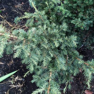 Taxus baccata 'Graciosa'