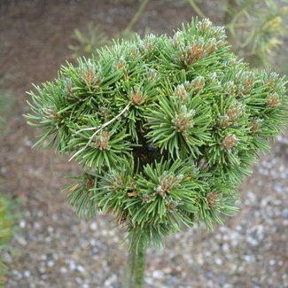 Pinus mugo 'Frodo'