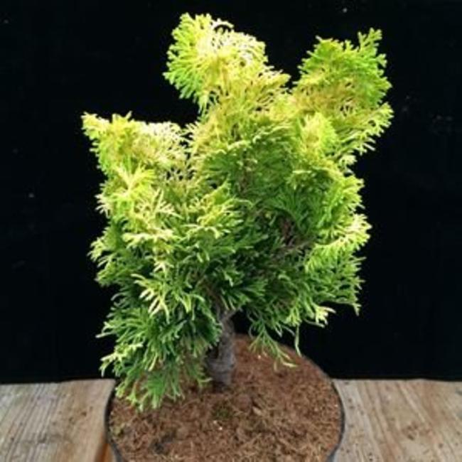 Chamaecyparis obtusa 'Marian'