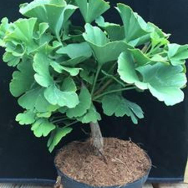 Ginkgo biloba 'Jeosaphat'