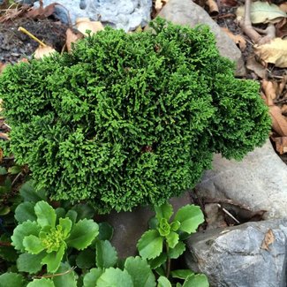 Chamaecyparis obtusa 'Laxa'