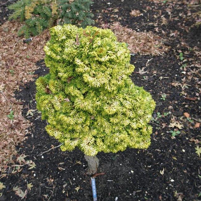 Chamaecyparis obtusa 'Watchi'