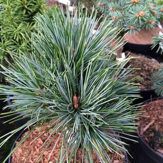 Pinus koraiensis 'Pancuj'