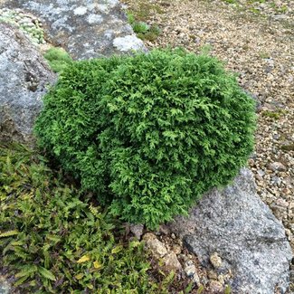 Chamaecyparis pisifera 'Tsukomo'