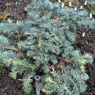 Abies concolor 'Ostrov nad Ohri'