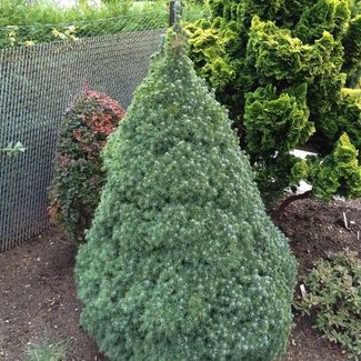 Picea glauca 'Arneson's Blue Variegated'