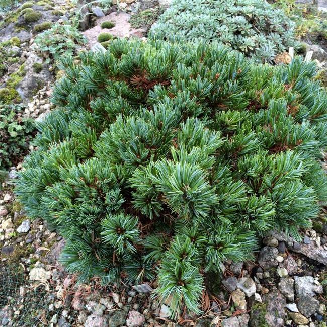 Pinus parviflora 'Gyok-kasen'