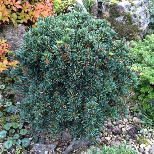 Pinus parviflora 'Gyok-kasen'