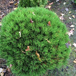 Pinus nigra 'Marie Brégeon'