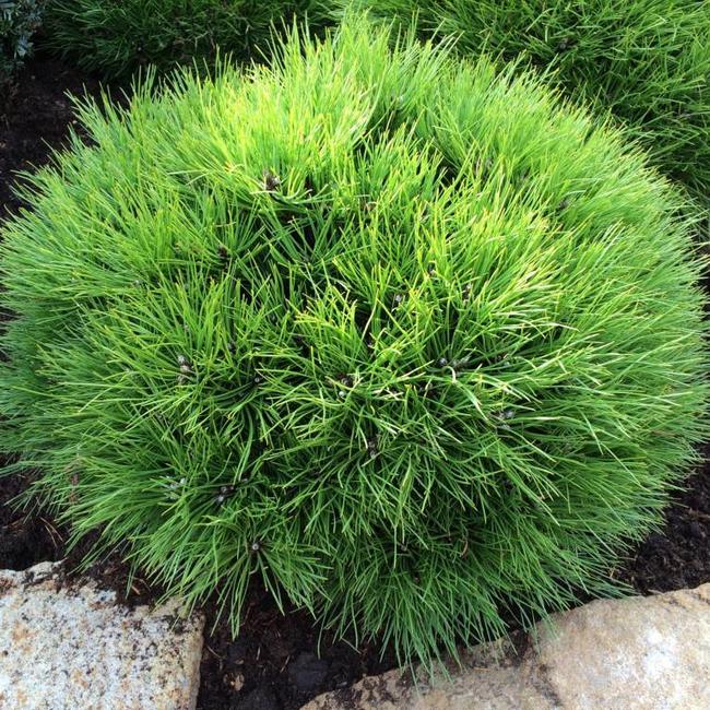 Pinus nigra 'Marie Brégeon'®