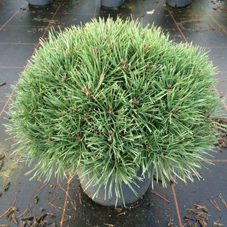 Pinus sylvestris 'Martham'