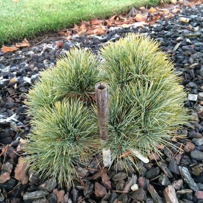 Pinus strobus 'Sea Urchin'