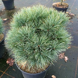 Pinus strobus 'Sea Urchin'