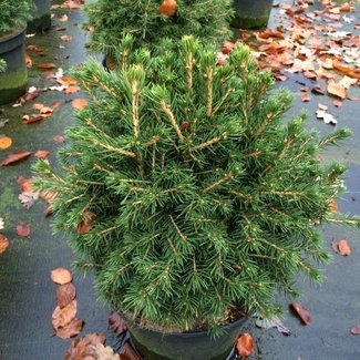 Picea abies 'Tompa'