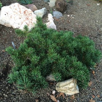 Pinus sylvestris 'Skjak II'