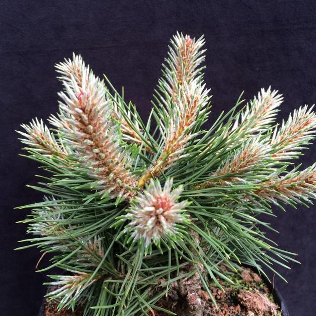 Pinus nigra 'Bobo'