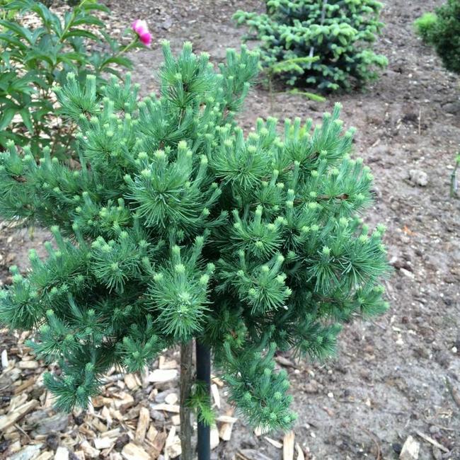 Larix laricina 'Porcupine'