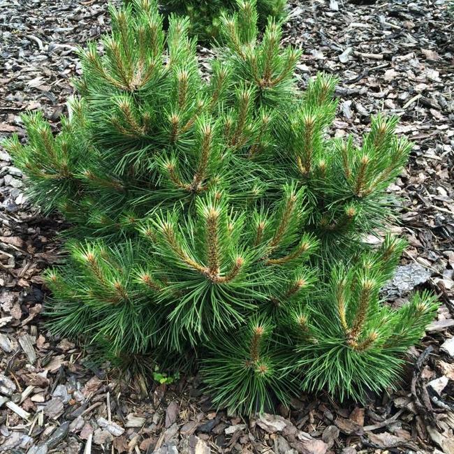 Pinus thunbergii 'Thunderhead'