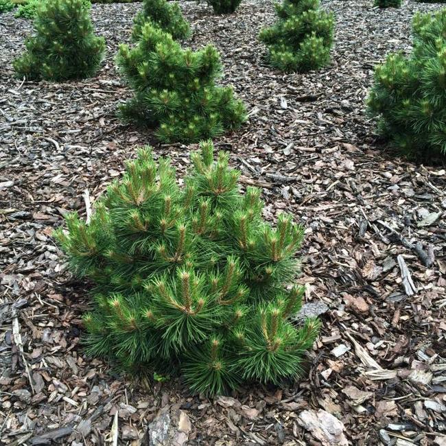 Pinus thunbergii 'Thunderhead'