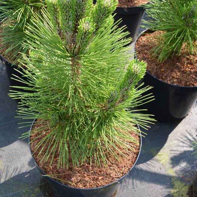 Pinus thunbergii 'Thunderhead'