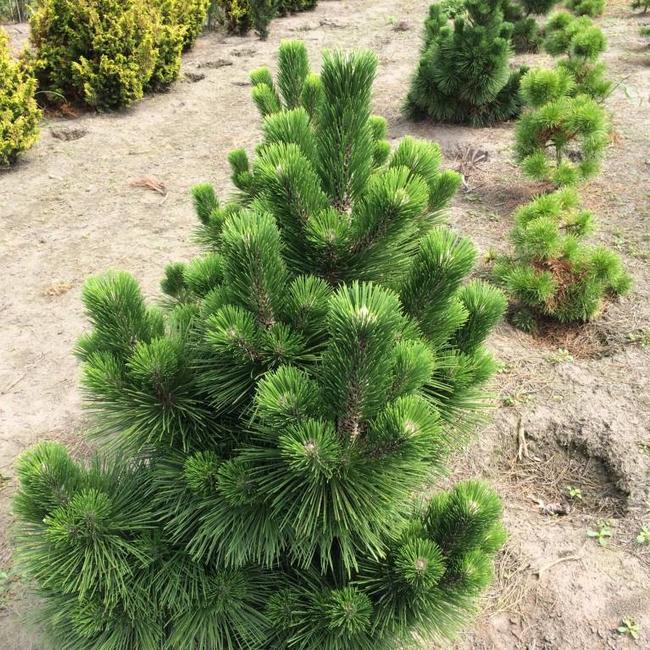 Pinus thunbergii 'Thunderhead'
