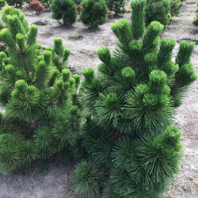 Pinus thunbergii 'Thunderhead'