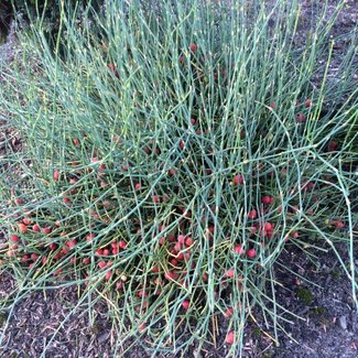 Ephedra minuta