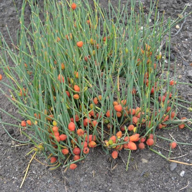 Ephedra minuta