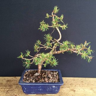 Tuin Bonsai - Pinus