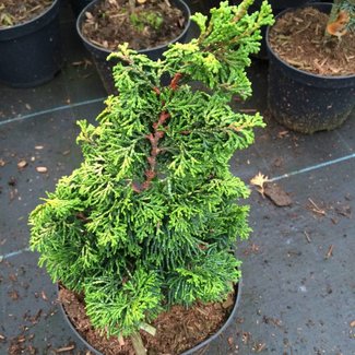 Chamaecyparis obtusa 'Golden Fairy'