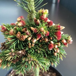 Picea abies 'Spring Fire'