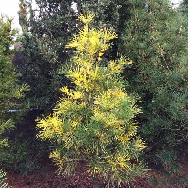 Sciadopitys verticillata 'Mr. Happy'