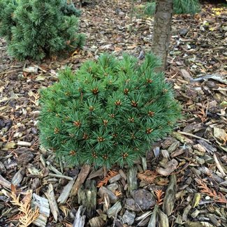 Pinus parviflora 'Debbie'
