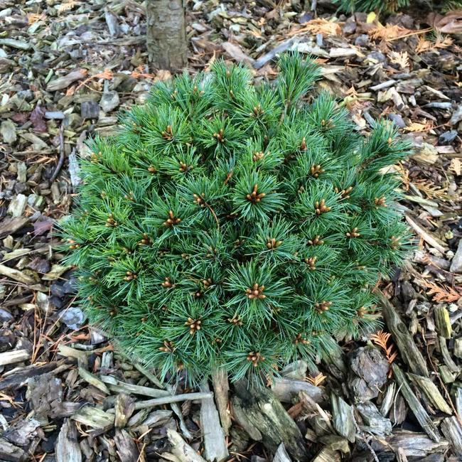 Pinus parviflora 'Debbie'