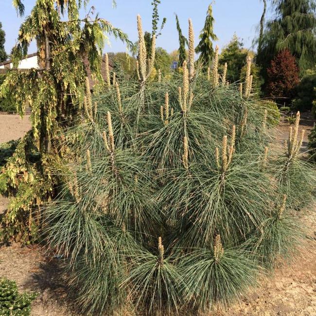 Pinus sabiniana 'Isabella'